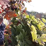 Casale Mansano - Natura E Relax Nelle Colline * Vigolzone