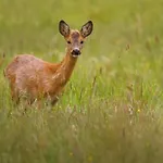 Casale Mansano - Natura E Relax Nelle Colline * Vigolzone
