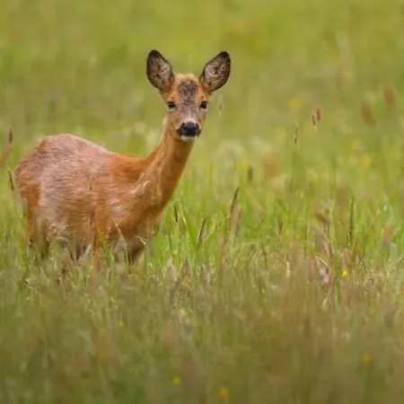Casale Mansano - Natura E Relax Nelle Colline * Vigolzone