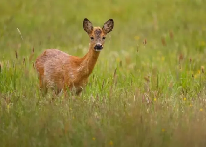 Casale Mansano - Natura E Relax Nelle Colline * Vigolzone